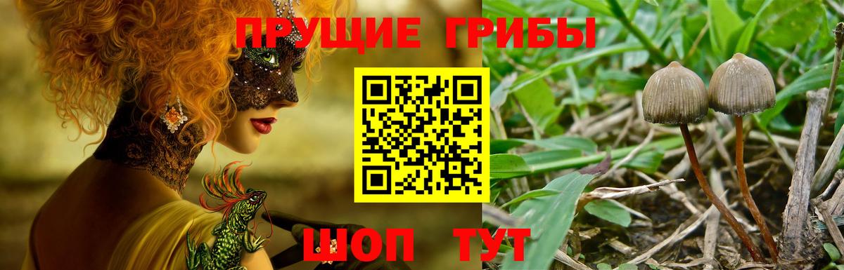Псилоцибиновые грибы Cubensis  Вход с VPN  Гусев 